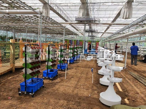 無土栽培(水培、基質栽培) (21)