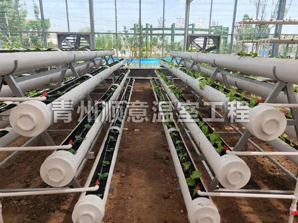 無土栽培(水培、基質(zhì)栽培) (20)