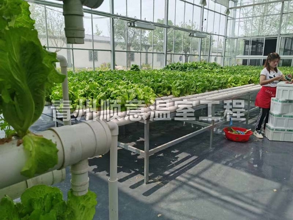 無土栽培（水培、基質栽培)