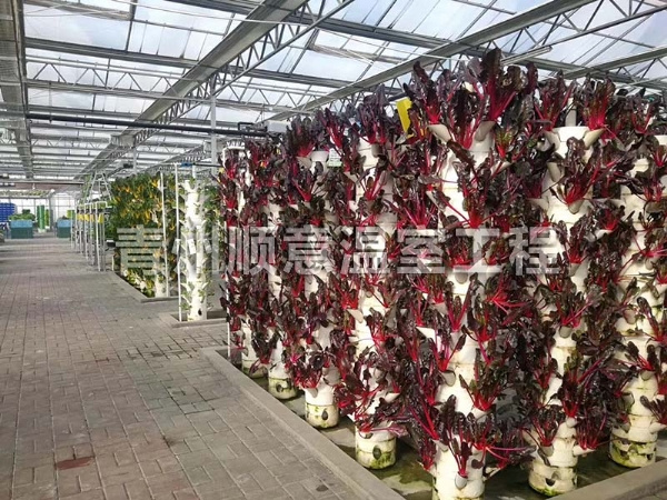 無土栽培（水培、基質栽培)