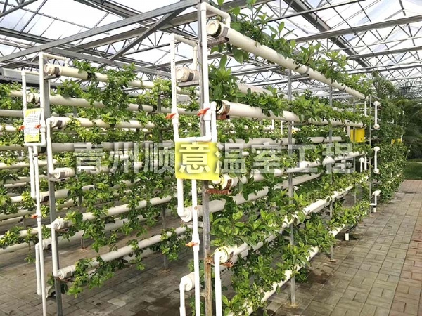 無土栽培（水培、基質栽培)