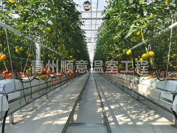 無土栽培（水培、基質栽培)