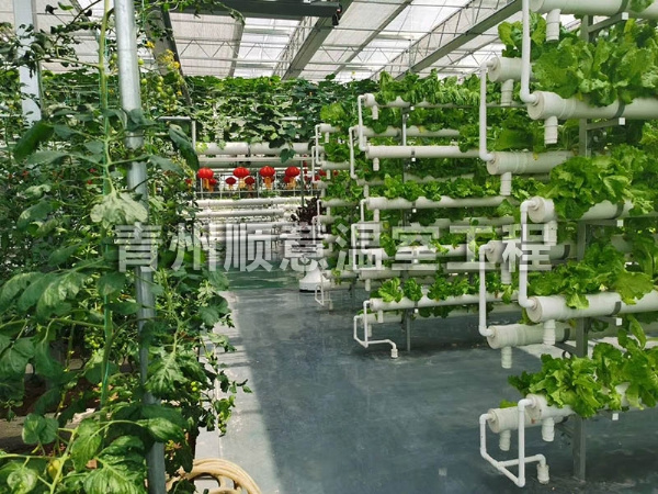 無土栽培（水培、基質栽培)