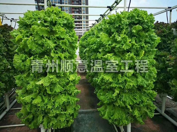 無土栽培（水培、基質栽培)