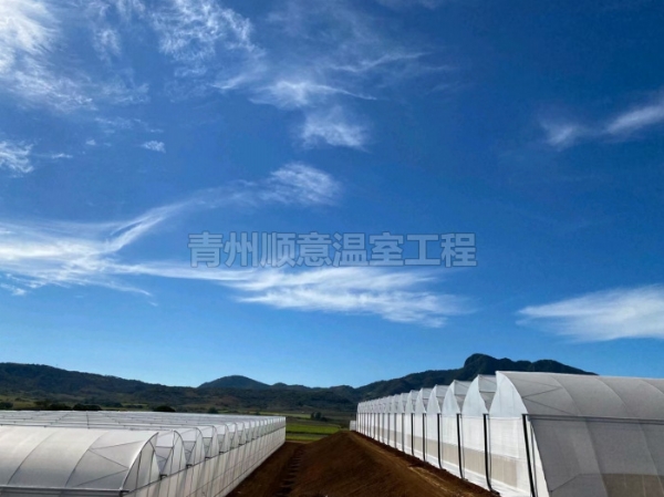 連棟薄膜溫室